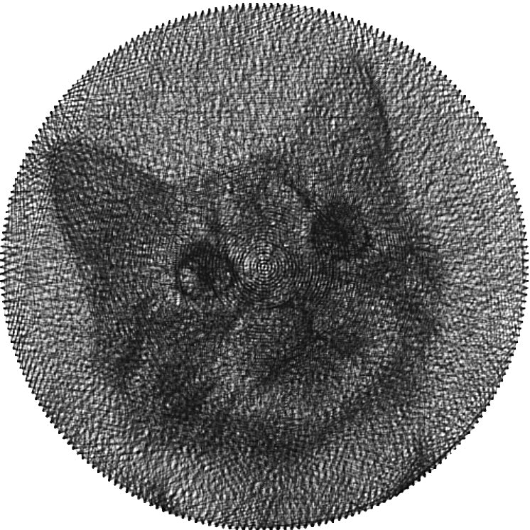 Kot
