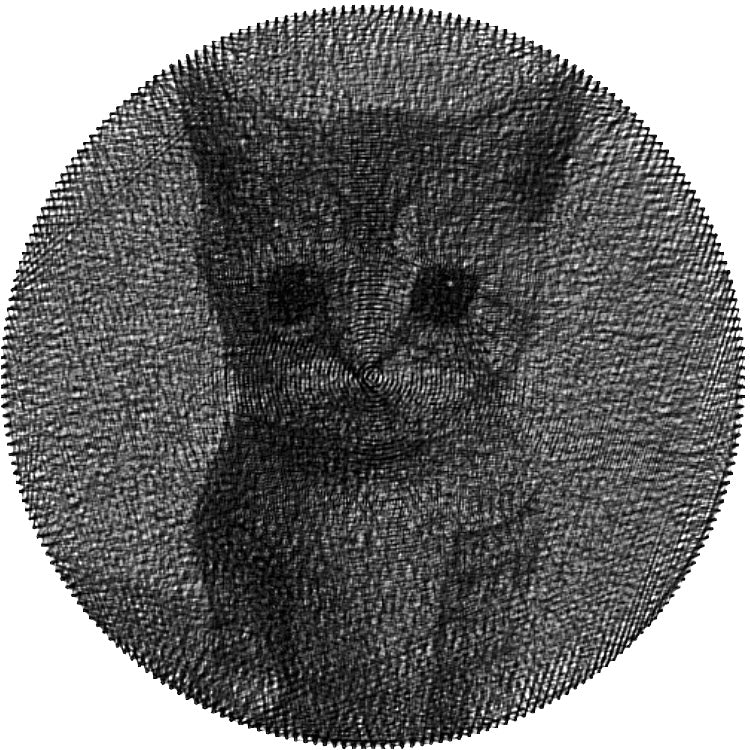 Kot